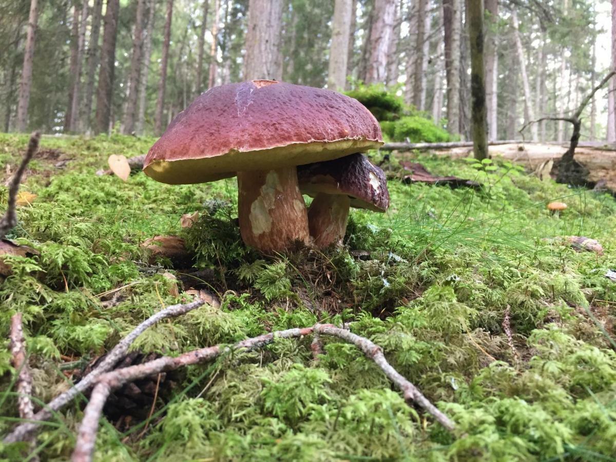 圣马蒂诺-因巴迪亚Alpinus Agriturism公寓 外观 照片