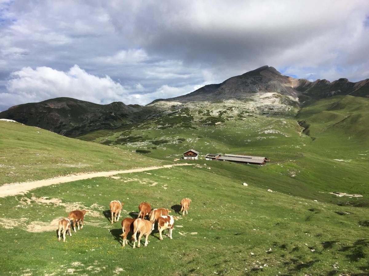 圣马蒂诺-因巴迪亚Alpinus Agriturism公寓 外观 照片