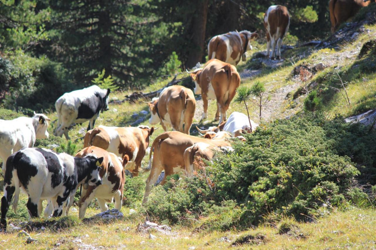 圣马蒂诺-因巴迪亚Alpinus Agriturism公寓 外观 照片